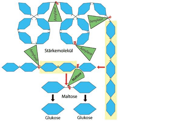 BioStoffwechsel BioStoffwechsel