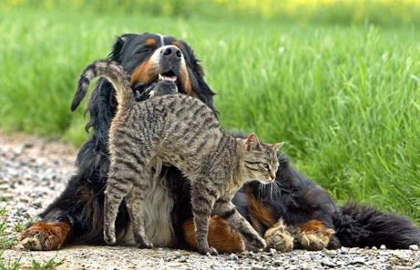 Hund und Katze