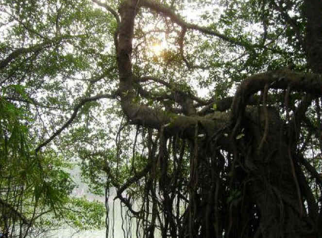 Margit-Baum Margit-Baum