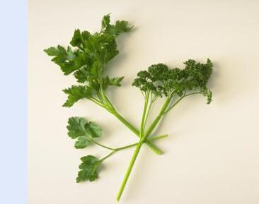 Petersilie Petersilie