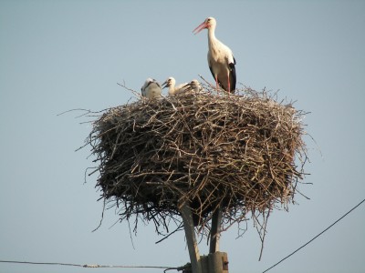 Storchennest