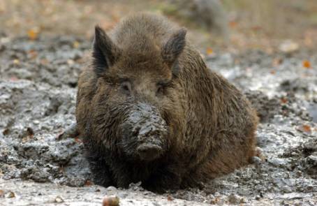 Wildschwein